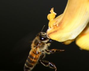 1083025_bees_and_flower